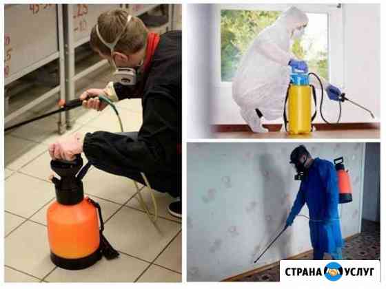 Дезинсекция помещений от тараканов, муравьев, клещ Махачкала