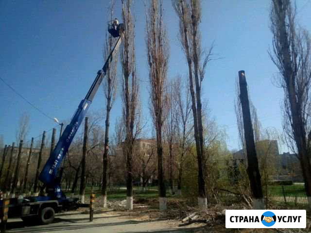 Опиловка обрезка деревьев, покос травы Волгоград - изображение 1