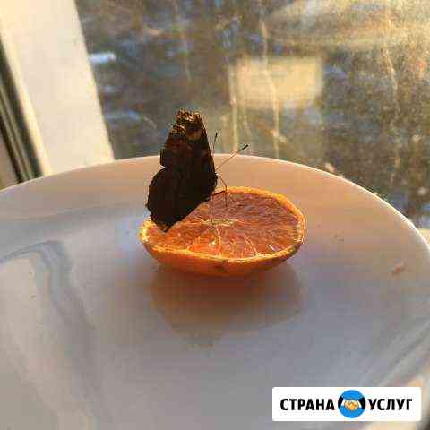 Передержка животных Москва