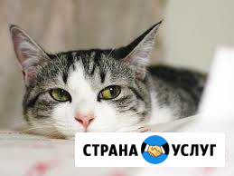 Гостиница для кошек и котов Муся моя,Муся Магнитогорск - изображение 1