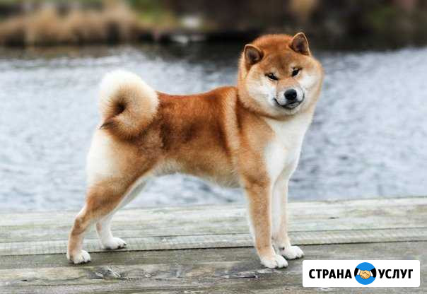 Предлагается для вязки кобель сиба ину Северодвинск - изображение 1