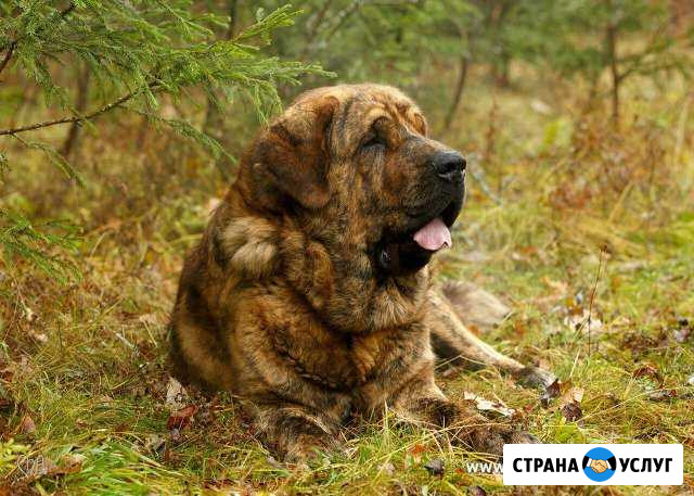 Кобель Испанского Мастифа для вязки Сергиев Посад - изображение 1