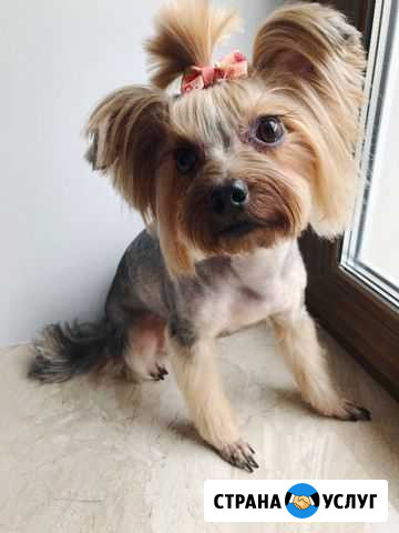 Стрижка собак. Выезд на дом Москва - изображение 1