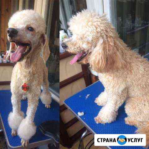 Стрижка (груминг) собак, кошек и кроликов Стерлитамак