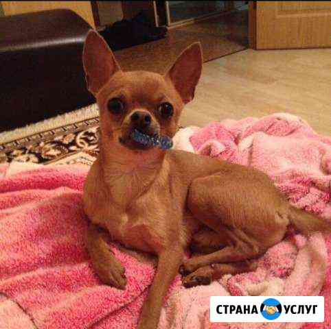 Вязка чихуахуа Казань