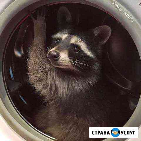 Прачечная Енот Полоскун Тобольск