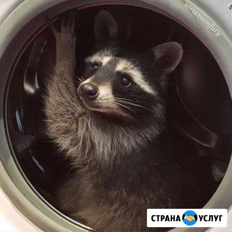 Прачечная Енот Полоскун Тобольск - изображение 1