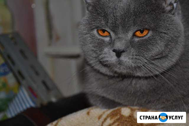 Приглашаем на вязку Волжский Волгоградской области - изображение 1