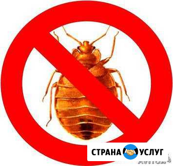Дезинсекция Березники - изображение 1