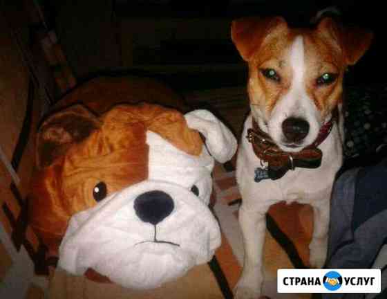 Джек Рассел терьер вязка Санкт-Петербург