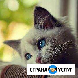 Уход за животными Комсомольск-на-Амуре - изображение 1