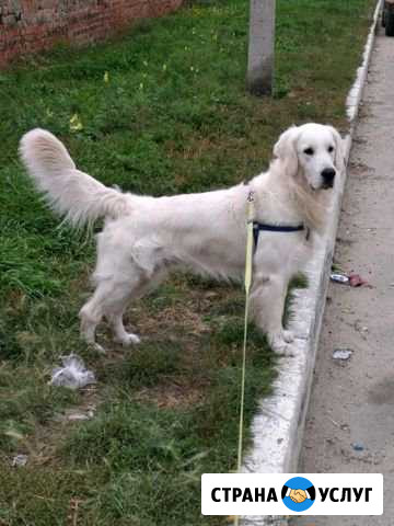 Вязка Золотистый ретривер Иркутск - изображение 1