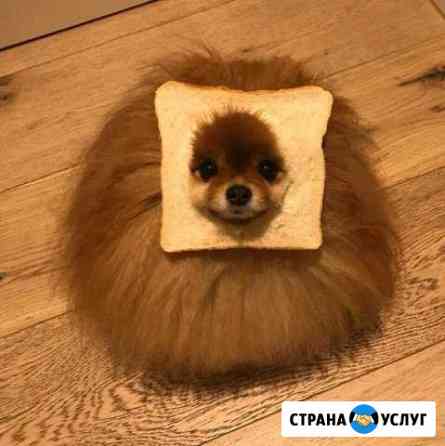 Передержка собак Волгоград