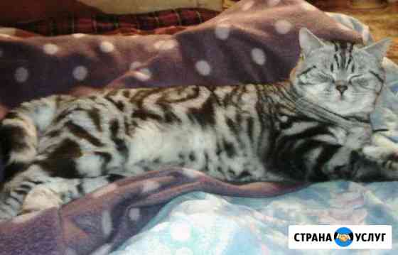 Кот для вязки Бузулук