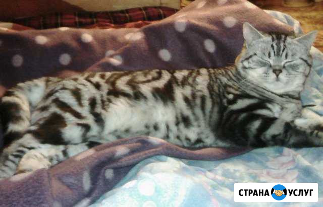Кот для вязки Бузулук - изображение 1