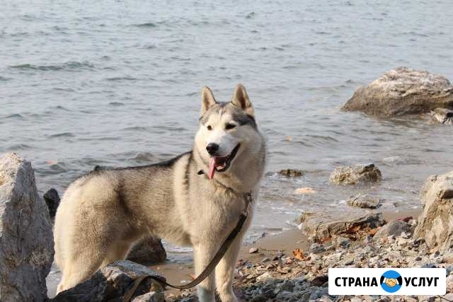 Предлагается для вязки породный кобель Партизанск - изображение 1