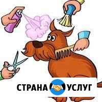Стрижка йоркширских терьеров Балашиха - изображение 1