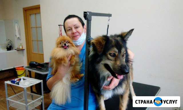 Стрижка собак и кошек. Ультрозвуковая чистка зубов Сортавала - изображение 1