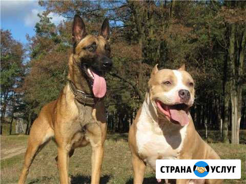 Передержка животных, присмотрим за вашим питомцем Иваново - изображение 1