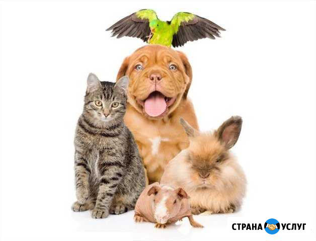 Присмотрю за питомцем Кисловодск - изображение 1