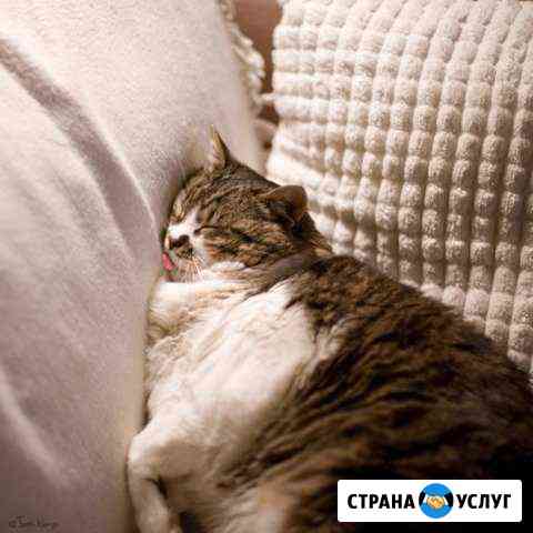 Передержка кошек Ярославль