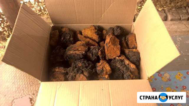 Чага (Березовый гриб) Вербилки - изображение 1