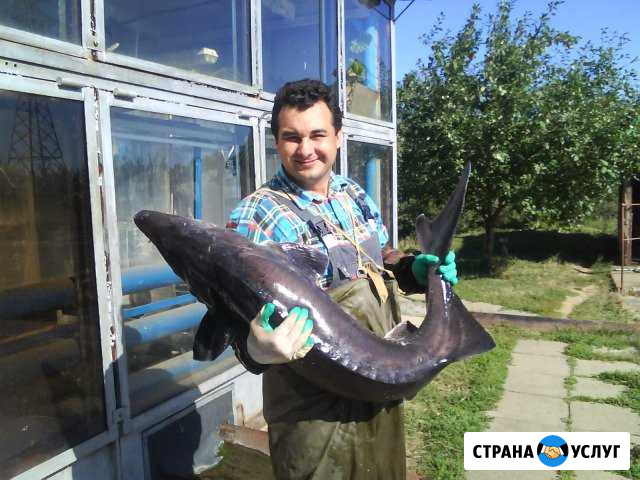 Рыбоводство, услуги рыбовода-ихтиолога Чебоксары - изображение 1