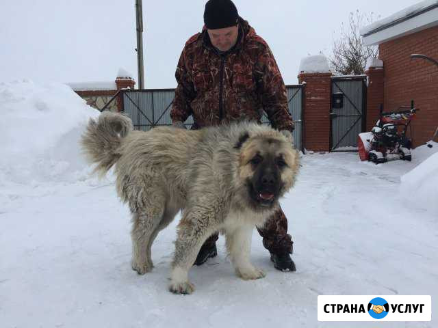 Вязка кобеля кавказской овчарки Дубовый Умет - изображение 1