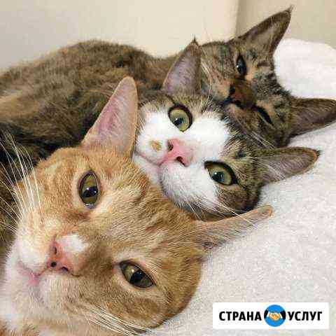 Передержка кошек Тюмень