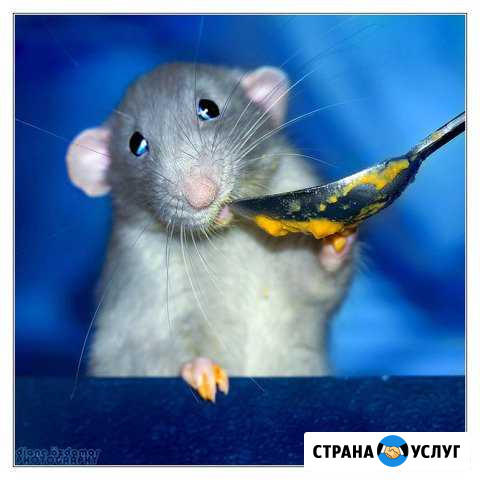 Передержка любых животных Королев - изображение 1
