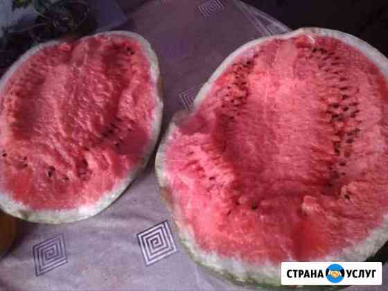 Арбузы Черноморский