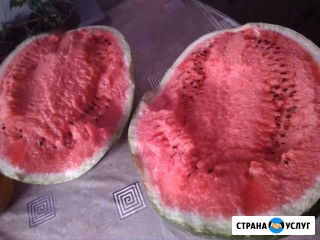 Арбузы Черноморский - изображение 1