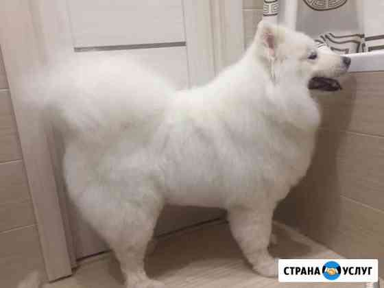 Стрижка собак Раменское