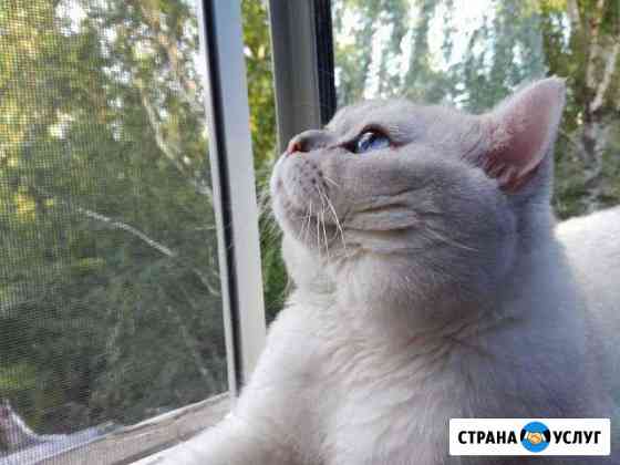 Кот на вязку Курск