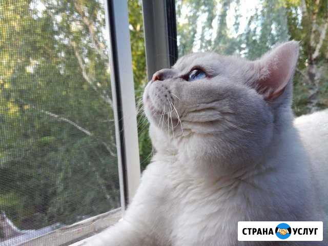Кот на вязку Курск - изображение 1