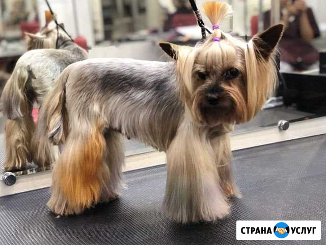 Стрижка собак и кошек (Груминг) Балаково - изображение 1