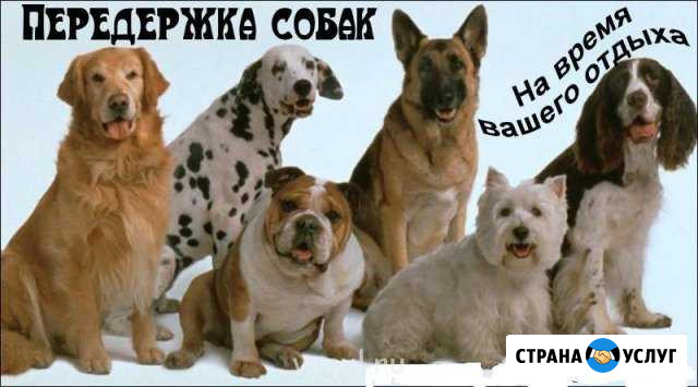 Передержка собак Томск - изображение 1