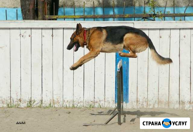 Дрессировка всех пород собак Москва - изображение 1
