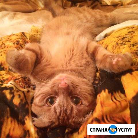 Кот на вязку Иркутск - изображение 1