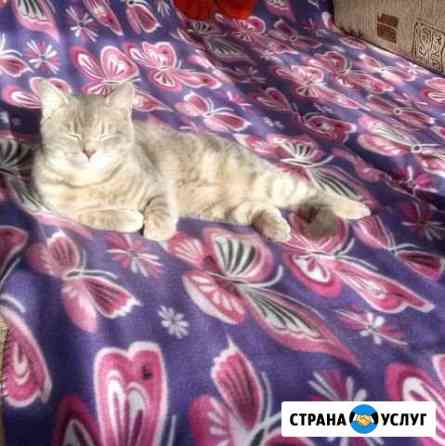 Няня для животных (догситтер) Самара
