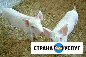 Кастрация Богородск