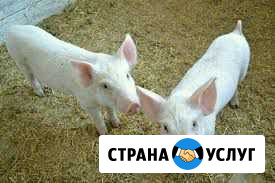 Кастрация Богородск - изображение 1