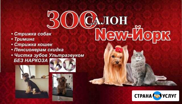 Стрижка собак и кошек Ультразвуковая чистка зубов Шатура - изображение 1