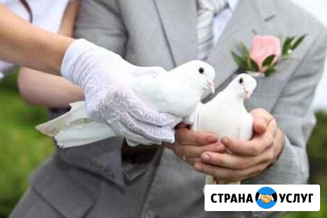 Голуби на свадьбу Армавир - изображение 1