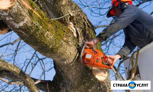 Спил и обрезка деревьев Ессентуки - изображение 1