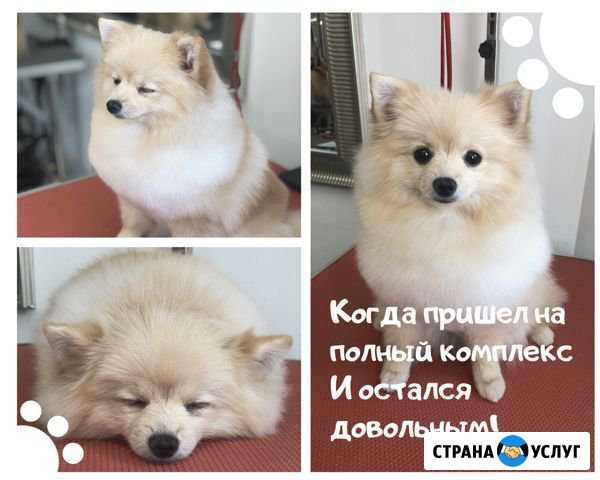 Стрижка животных Кисловодск - изображение 1