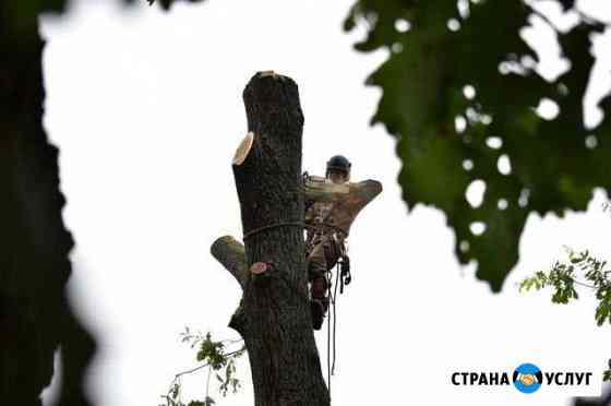 Спилить деревья. Удаление пней. Расчистка участков Бронницы