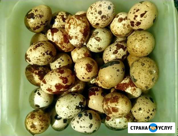 Продукты Петрозаводск - изображение 1