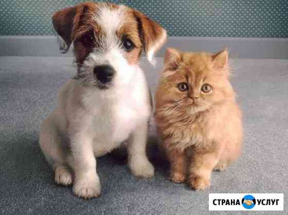Стрижка собак и кошек. Выезд Москва