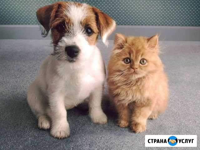 Стрижка собак и кошек. Выезд Москва - изображение 1
